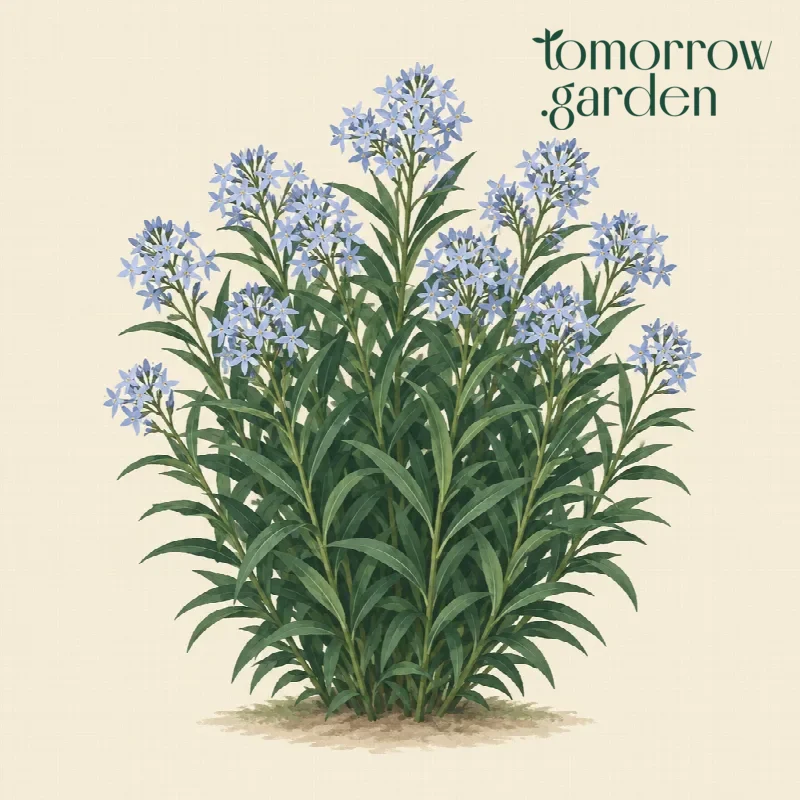 Illustration of Eastern bluestar