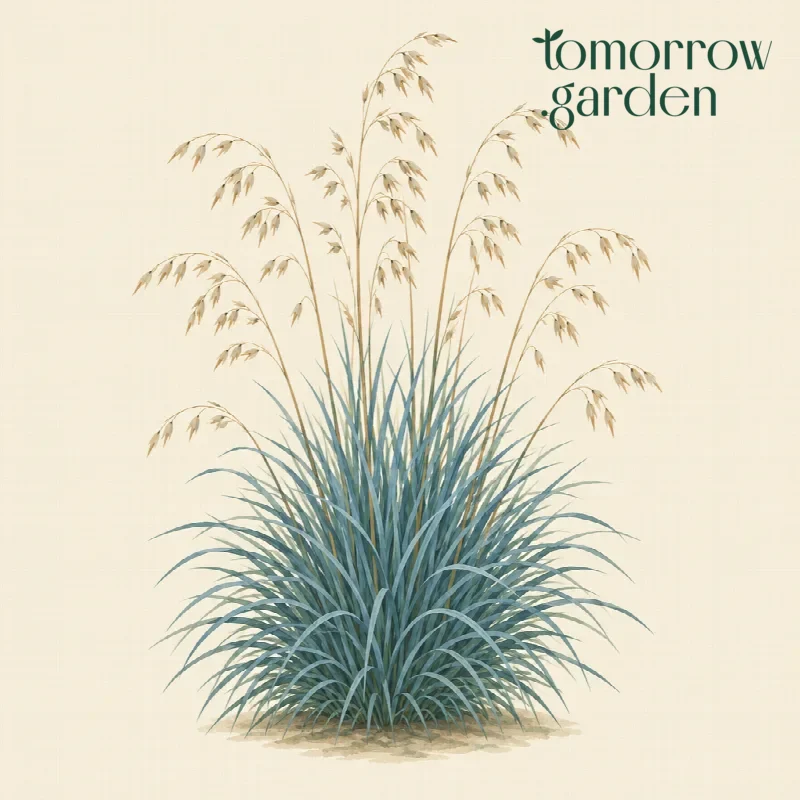 Illustration of Blue oat grass