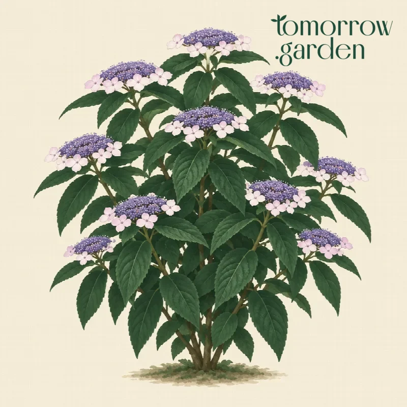 Illustration of Rough-leaved hydrangea