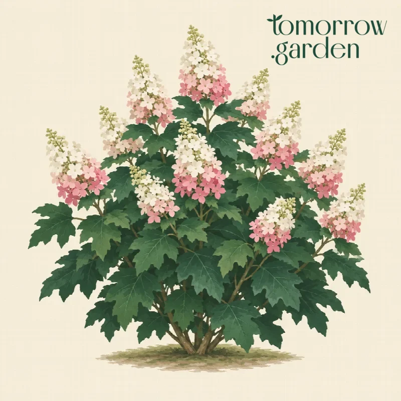 Illustration of Oakleaf hydrangea