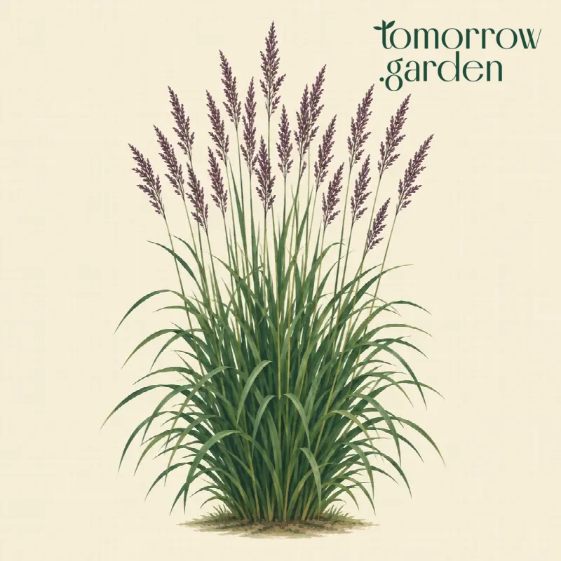 Illustration of Purple moor grass