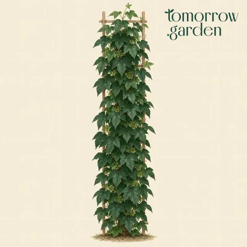 Illustration of Boston ivy