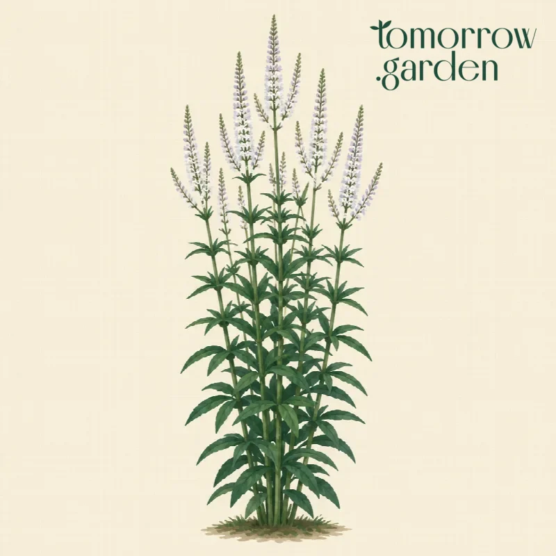 Illustration of Culver's root